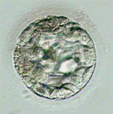 SCNT 4 thumbnail image